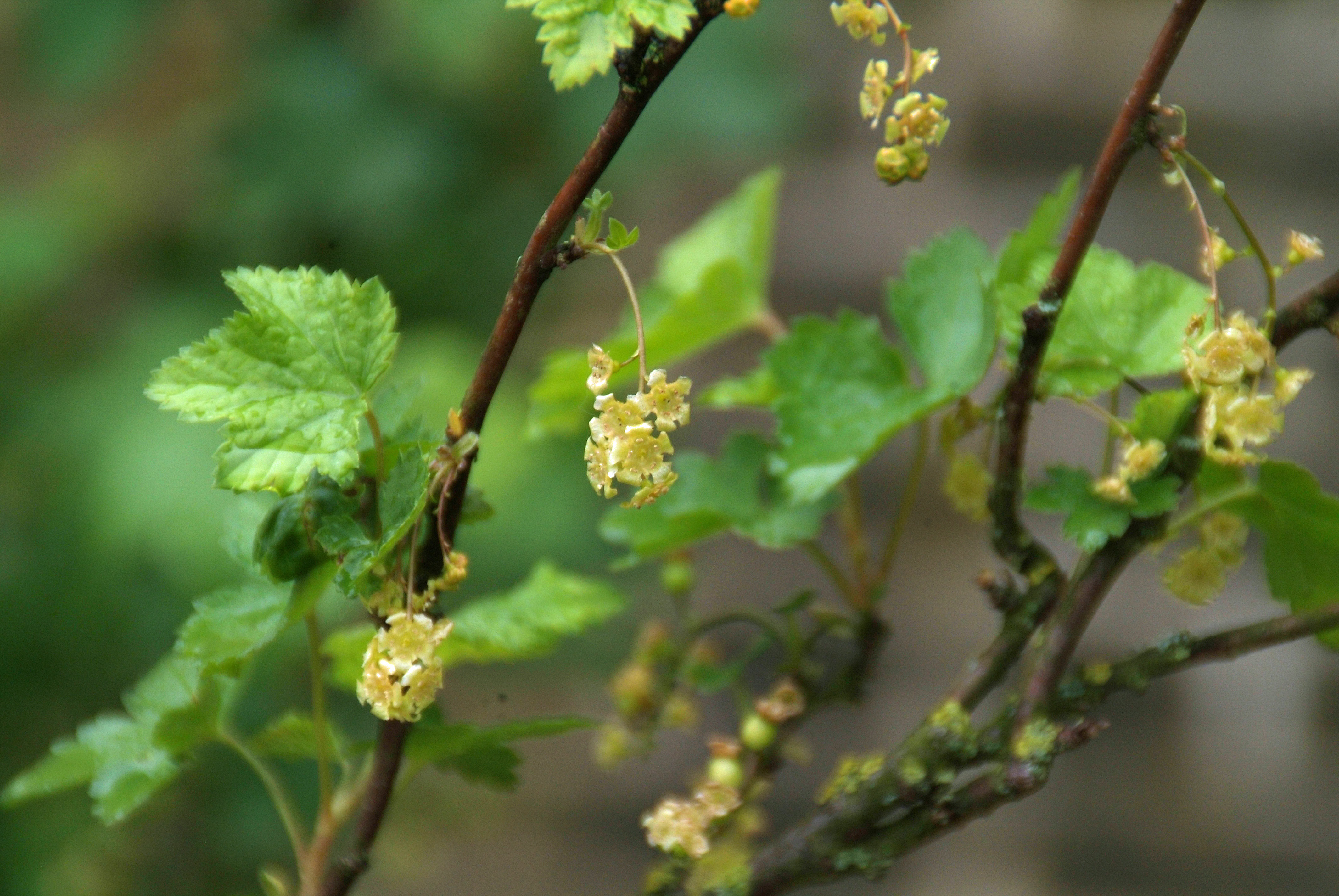 Ribes rubrum Bosaalbes bestellen